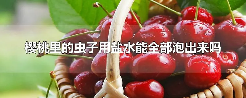 樱桃里的虫子用盐水能全部泡出来吗