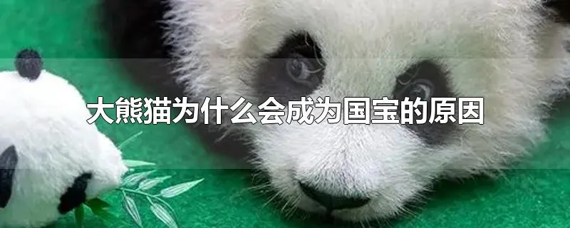 大熊猫为什么会成为国宝的原因