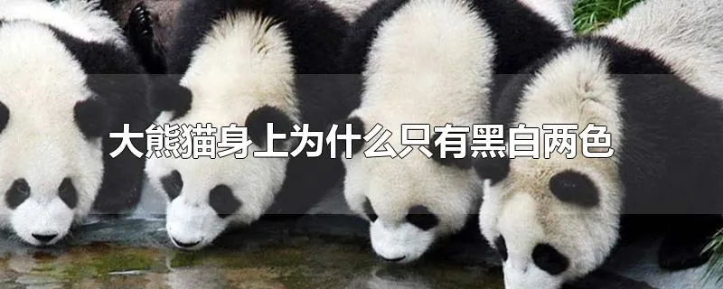 大熊猫身上为什么只有黑白两色