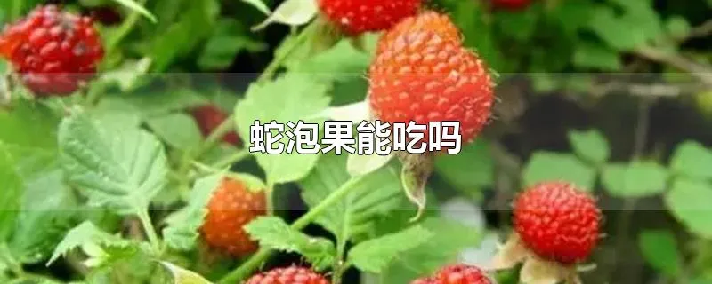 蛇泡果能吃吗