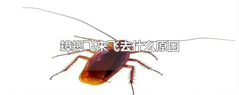 蟑螂飞来飞去什么原因