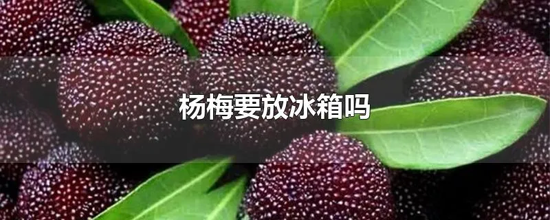 杨梅要放冰箱吗