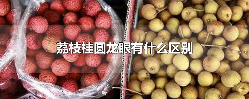 荔枝桂圆龙眼有什么区别