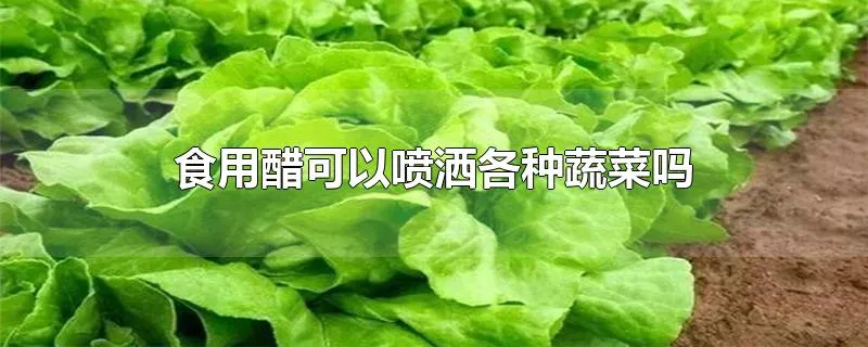 食用醋可以喷洒各种蔬菜吗