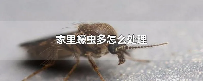 家里蠓虫多怎么处理