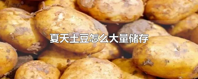 夏天土豆怎么大量储存