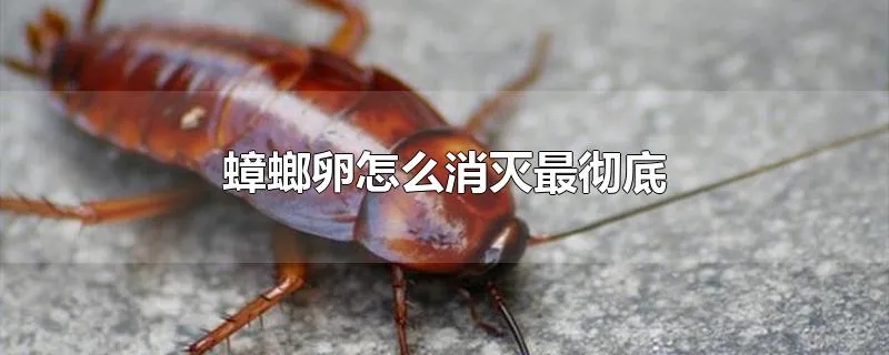 蟑螂卵怎么消灭最彻底