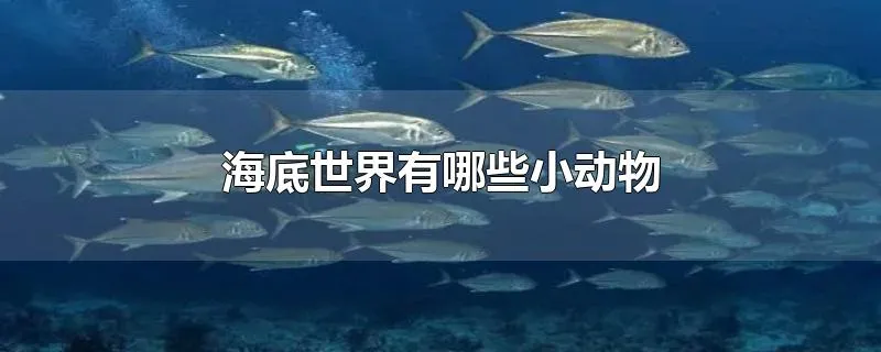 海底世界有哪些小动物