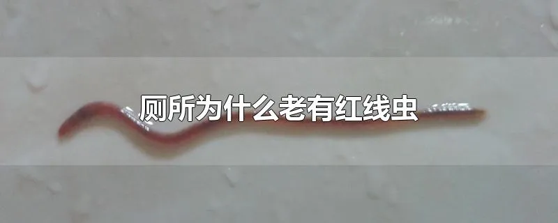 厕所为什么老有红线虫