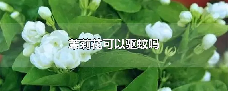 茉莉花可以驱蚊吗