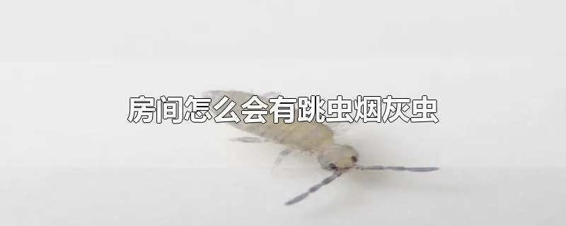 房间怎么会有跳虫烟灰虫