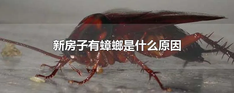 新房子有蟑螂是什么原因