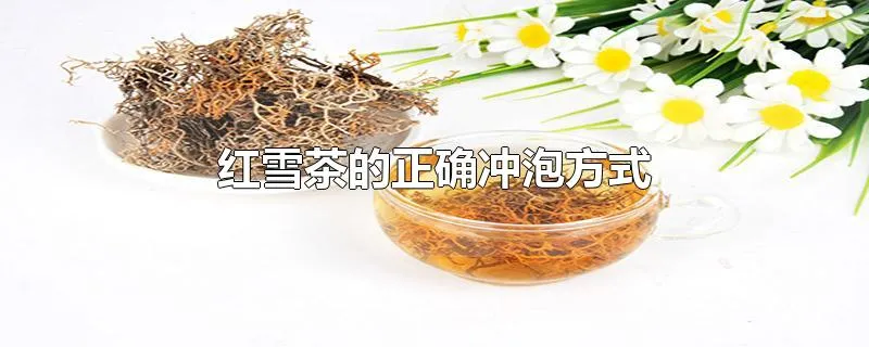 红雪茶的正确冲泡方式