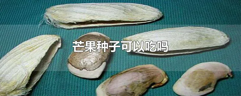 芒果种子可以吃吗