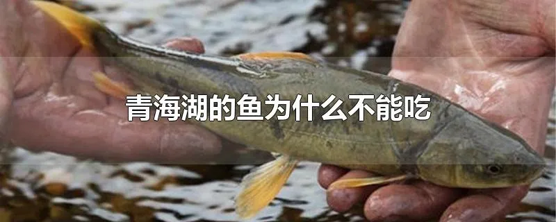 青海湖的鱼为什么不能吃
