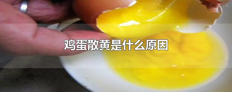 鸡蛋散黄是什么原因