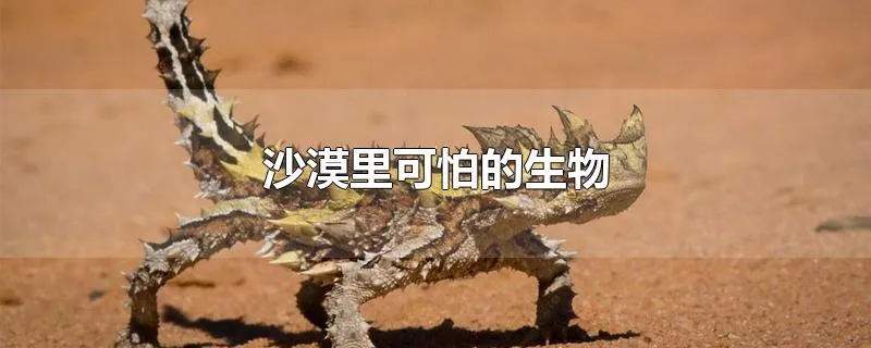 沙漠里可怕的生物