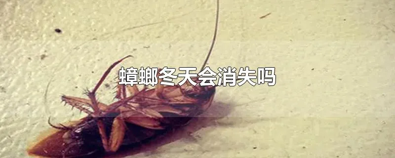 蟑螂冬天会消失吗