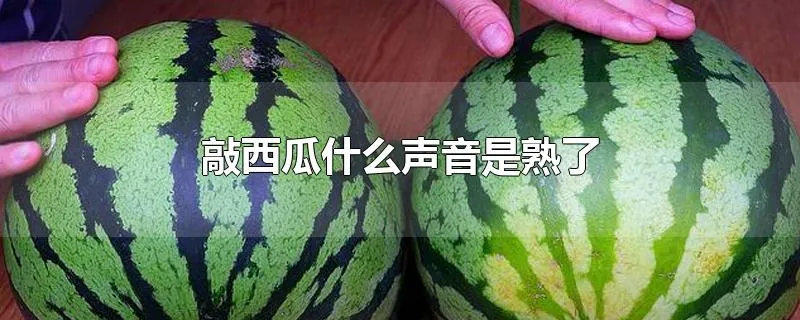 敲西瓜什么声音是熟了