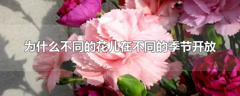 为什么不同的花儿在不同的季节开放