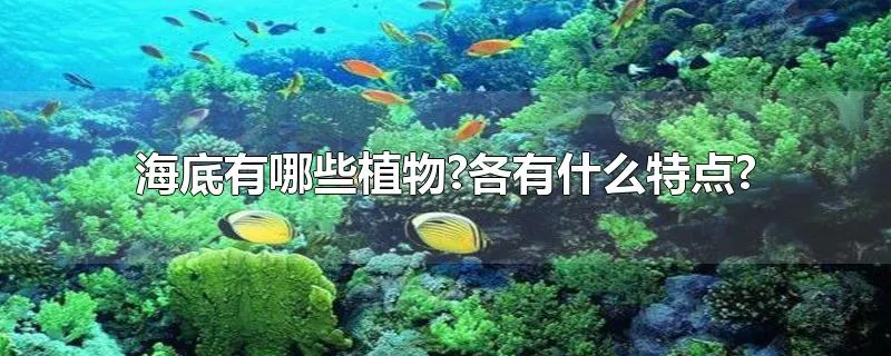 海底有哪些植物?各有什么特点?