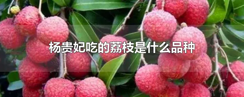 杨贵妃吃的荔枝是什么品种