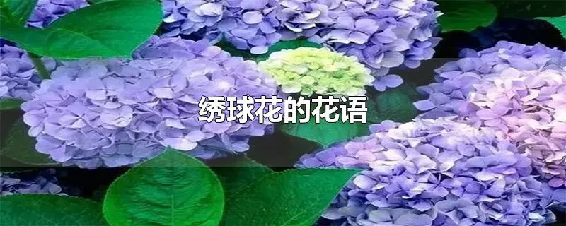 绣球花的花语