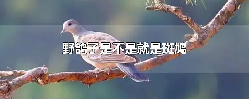 野鸽子是不是就是斑鸠