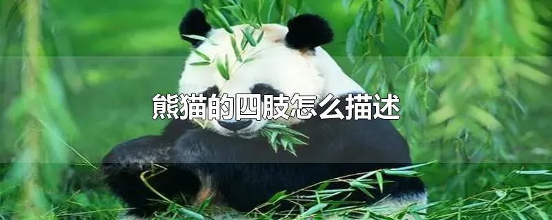 熊猫的四肢怎么描述
