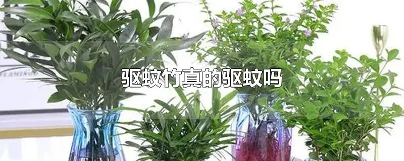 驱蚊竹真的驱蚊吗