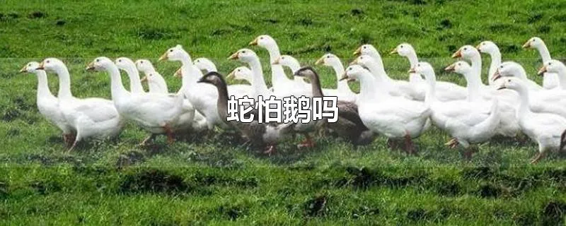 蛇怕鹅吗