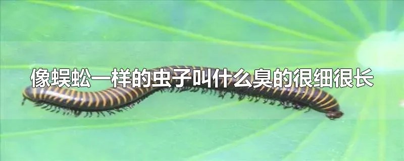 像蜈蚣一样的虫子叫什么臭的很细很长