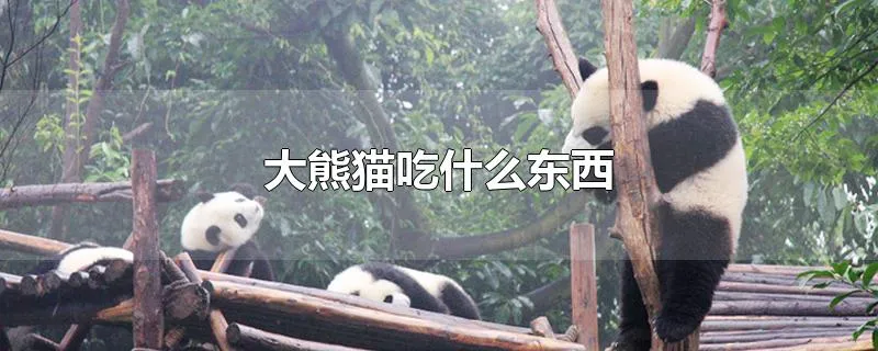 大熊猫吃什么东西