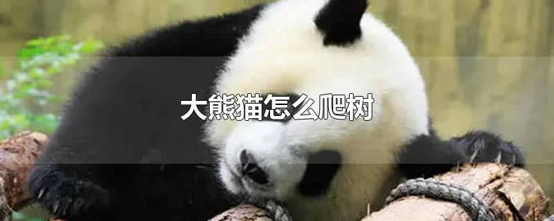 大熊猫怎么爬树