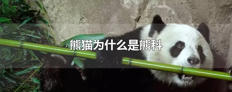 熊猫为什么是熊科