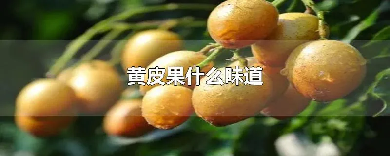 黄皮果什么味道