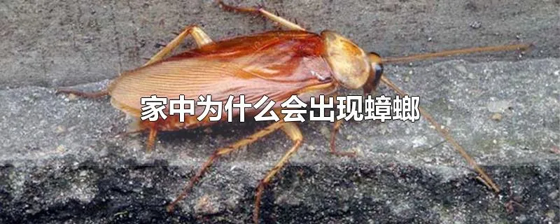 家中为什么会出现蟑螂