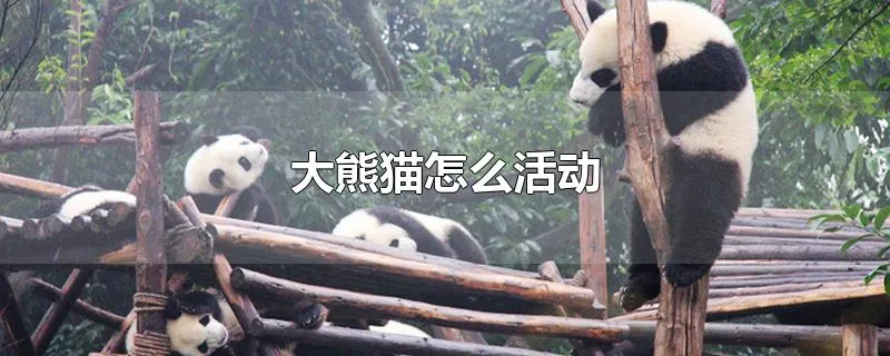 大熊猫怎么活动