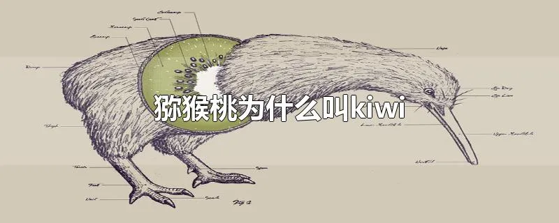 猕猴桃为什么叫kiwi