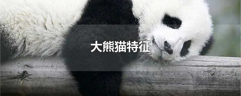 大熊猫特征
