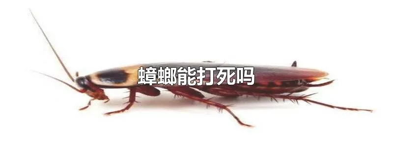 蟑螂能打死吗
