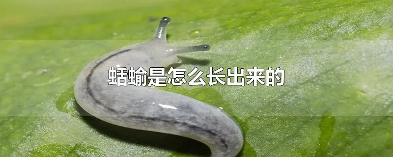 蛞蝓是怎么长出来的