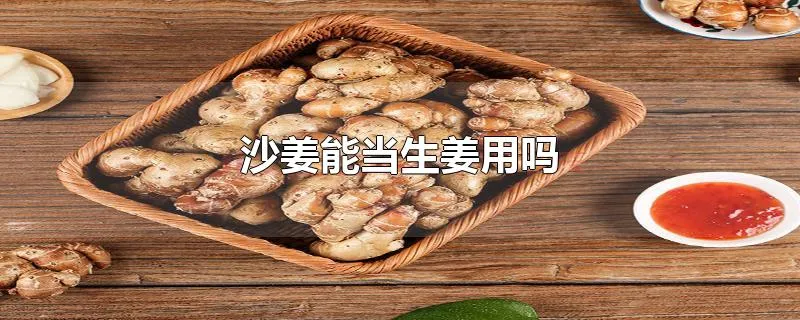 沙姜能当生姜用吗