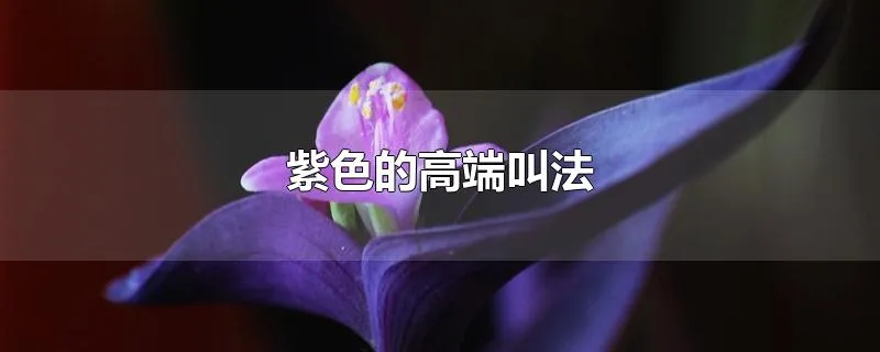 紫色的高端叫法