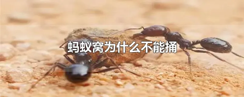 蚂蚁窝为什么不能捅