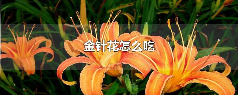 金针花怎么吃