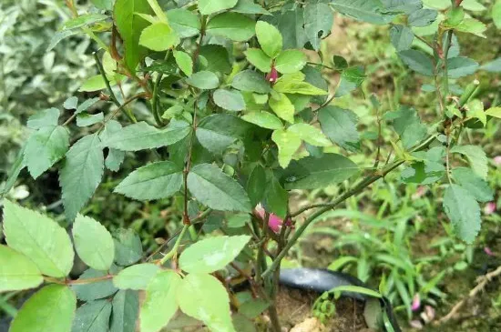 雪茄花叶子发黄怎么办