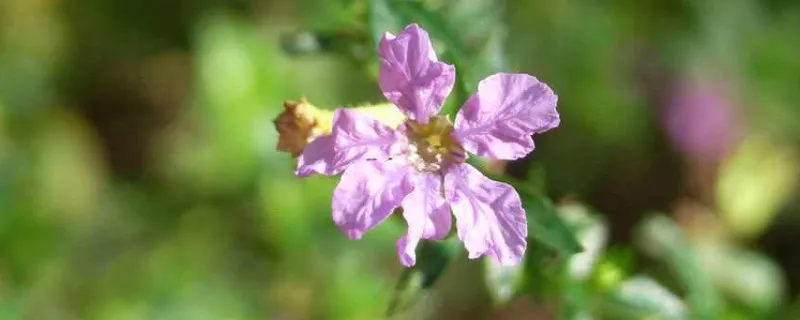 雪茄花叶子发黄怎么办