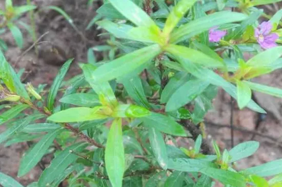 雪茄花叶子发黄怎么办