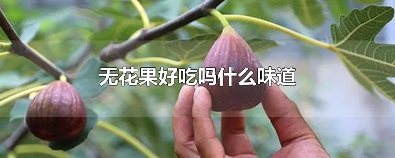 无花果好吃吗什么味道